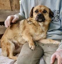 AMBER, Hund, Mischlingshund in Rumänien - Bild 4