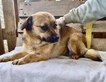 AMBER, Hund, Mischlingshund in Rumänien - Bild 6