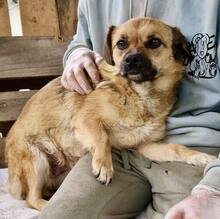 AMBER, Hund, Mischlingshund in Rumänien - Bild 7