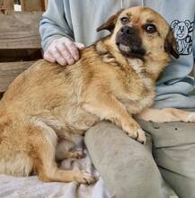 AMBER, Hund, Mischlingshund in Rumänien - Bild 8