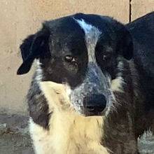 ARALE, Hund, Mischlingshund in Spanien - Bild 1