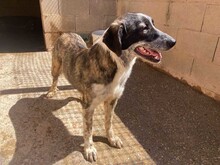 ARALE, Hund, Mischlingshund in Spanien - Bild 11