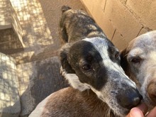 ARALE, Hund, Mischlingshund in Spanien - Bild 12