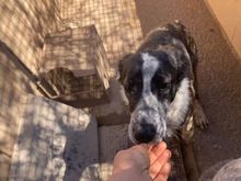 ARALE, Hund, Mischlingshund in Spanien - Bild 13