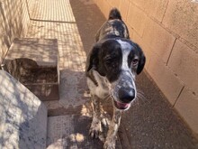 ARALE, Hund, Mischlingshund in Spanien - Bild 14