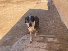 ARALE, Hund, Mischlingshund in Spanien - Bild 15