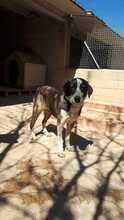 ARALE, Hund, Mischlingshund in Spanien - Bild 2
