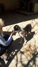ARALE, Hund, Mischlingshund in Spanien - Bild 3