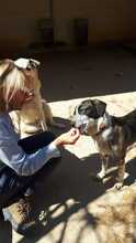 ARALE, Hund, Mischlingshund in Spanien - Bild 5