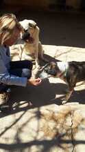 ARALE, Hund, Mischlingshund in Spanien - Bild 6