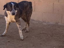 ARALE, Hund, Mischlingshund in Spanien - Bild 7