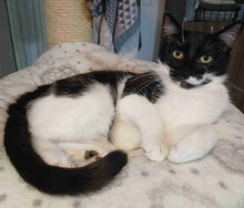 JANA, Katze, Europäisch Kurzhaar in Belgien