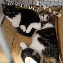 JANA, Katze, Europäisch Kurzhaar in Belgien - Bild 3