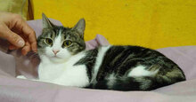 JANA, Katze, Europäisch Kurzhaar in Belgien - Bild 6