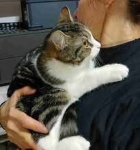 JANA, Katze, Europäisch Kurzhaar in Belgien - Bild 8