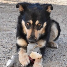 NILAY, Hund, Mischlingshund in Spanien - Bild 1