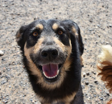 NILAY, Hund, Mischlingshund in Spanien - Bild 10