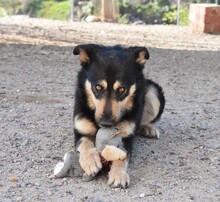 NILAY, Hund, Mischlingshund in Spanien - Bild 11