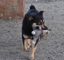 NILAY, Hund, Mischlingshund in Spanien - Bild 12
