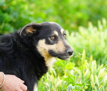NILAY, Hund, Mischlingshund in Spanien - Bild 2