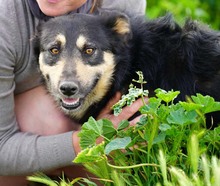NILAY, Hund, Mischlingshund in Spanien - Bild 3