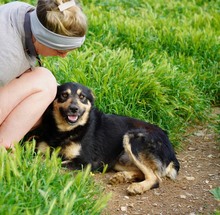 NILAY, Hund, Mischlingshund in Spanien - Bild 4