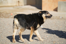 NILAY, Hund, Mischlingshund in Spanien - Bild 6