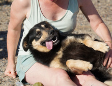 NILAY, Hund, Mischlingshund in Spanien - Bild 7