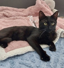 SPOOKY, Katze, Europäisch Kurzhaar in Zypern - Bild 1