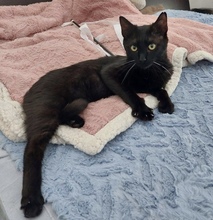 SPOOKY, Katze, Europäisch Kurzhaar in Zypern - Bild 3