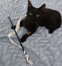 SPOOKY, Katze, Europäisch Kurzhaar in Zypern - Bild 4
