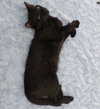 SPOOKY, Katze, Europäisch Kurzhaar in Zypern - Bild 5