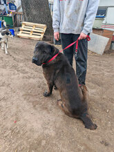 BLUE, Hund, Herdenschutzhund in Rumänien - Bild 10