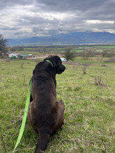 BLUE, Hund, Herdenschutzhund in Rumänien - Bild 11