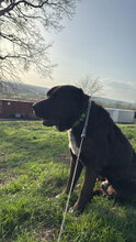 BLUE, Hund, Herdenschutzhund in Rumänien - Bild 2