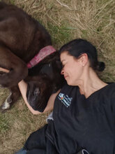 BLUE, Hund, Herdenschutzhund in Rumänien - Bild 3