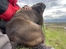 BLUE, Hund, Herdenschutzhund in Rumänien - Bild 4