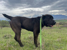 BLUE, Hund, Herdenschutzhund in Rumänien - Bild 5