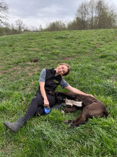 BLUE, Hund, Herdenschutzhund in Rumänien - Bild 6