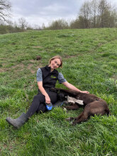 BLUE, Hund, Herdenschutzhund in Rumänien - Bild 7