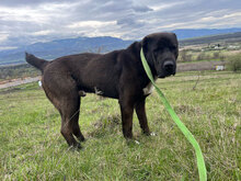 BLUE, Hund, Herdenschutzhund in Rumänien - Bild 8