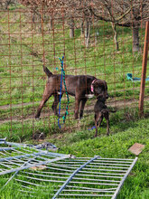 BLUE, Hund, Herdenschutzhund in Rumänien - Bild 9