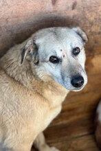 STULLE, Hund, Mischlingshund in Rumänien - Bild 1