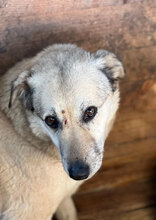 STULLE, Hund, Mischlingshund in Rumänien - Bild 2