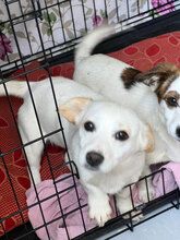 BISOU, Hund, Mischlingshund in Namborn - Bild 1