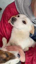 BISOU, Hund, Mischlingshund in Namborn - Bild 2