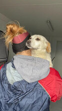 BISOU, Hund, Mischlingshund in Namborn - Bild 3