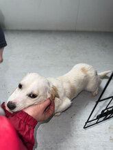 BISOU, Hund, Mischlingshund in Namborn - Bild 4