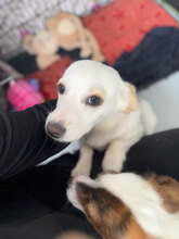 BISOU, Hund, Mischlingshund in Namborn - Bild 5