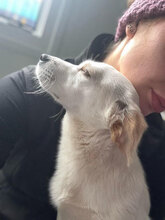 BISOU, Hund, Mischlingshund in Namborn - Bild 6